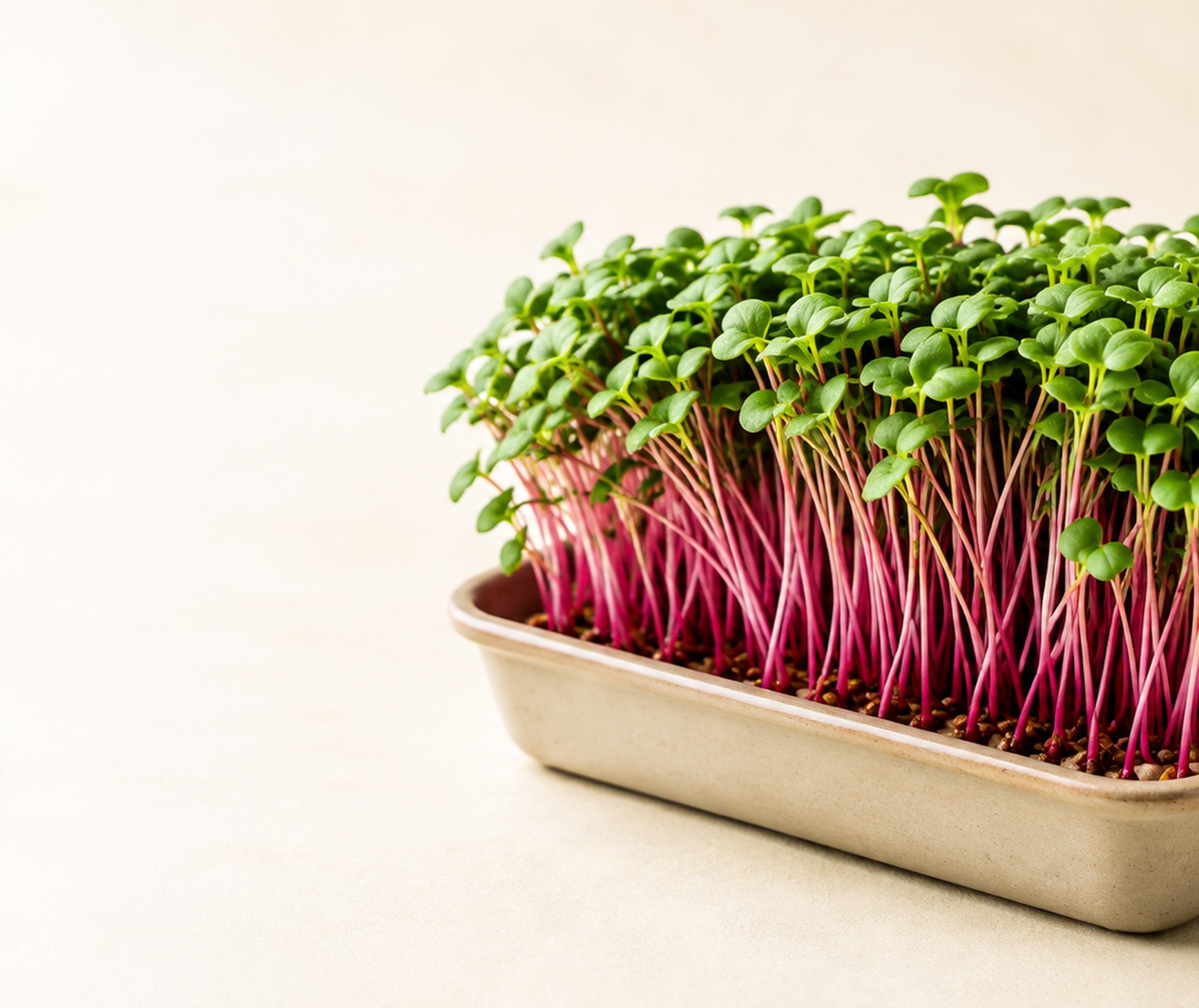 Living microgreens tray